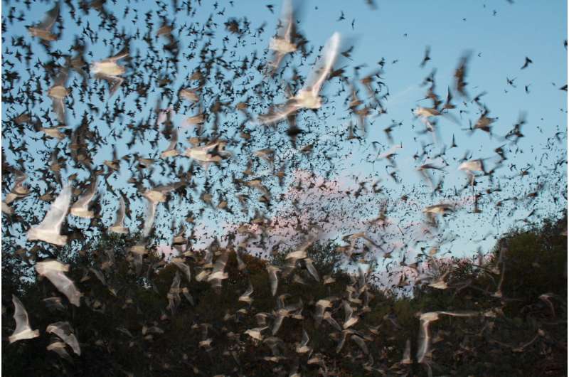 From devils to superheroes: our complicated relationship with bats