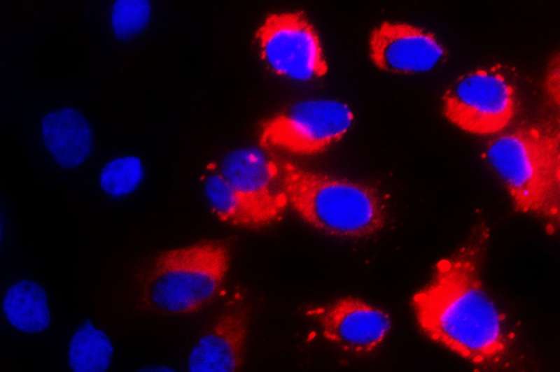 From infection-dodging stem cells, new tactics for research on viral disease