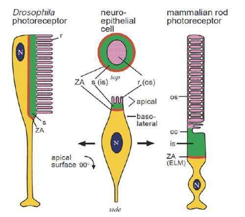 From metabolism to function; The extreme structural adaptations of photoreceptors