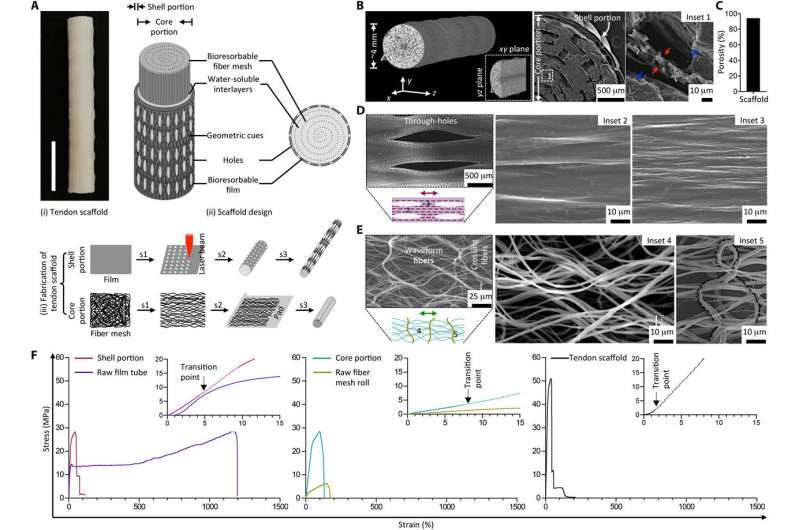 Functional Regeneration of Tendons Using Scaffolds Developed via Microarchitectural Engineering