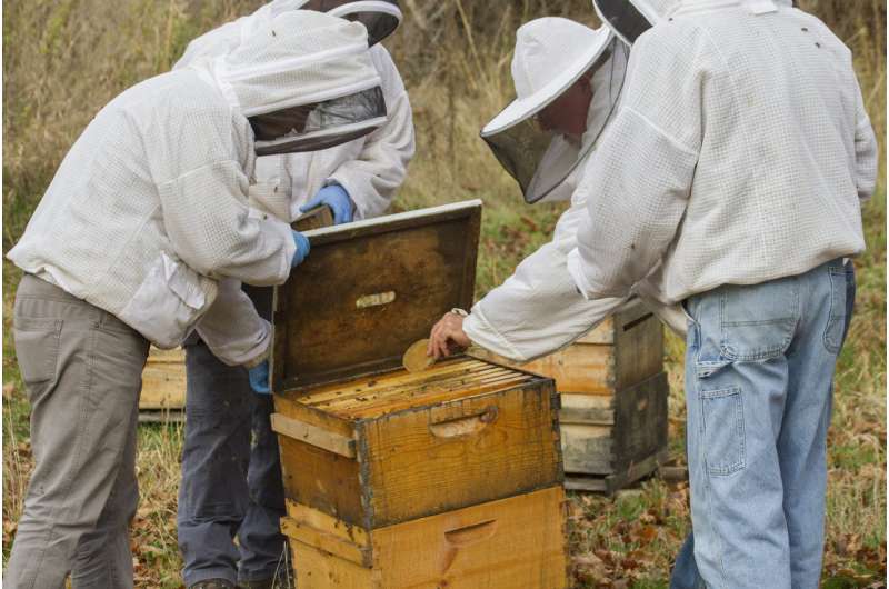 Fungus provides powerful medicine in fighting honey bee viruses