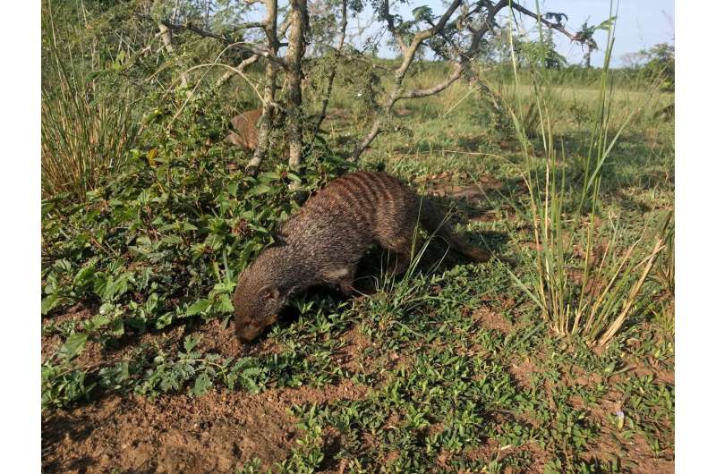 Fussy eating prevents mongoose family feuds