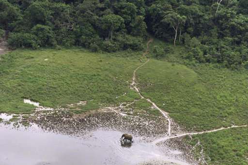 Gabon says major ivory trafficking ring dismantled, 10 held