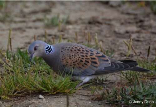 Garden seed influences young turtle doves' survival chances