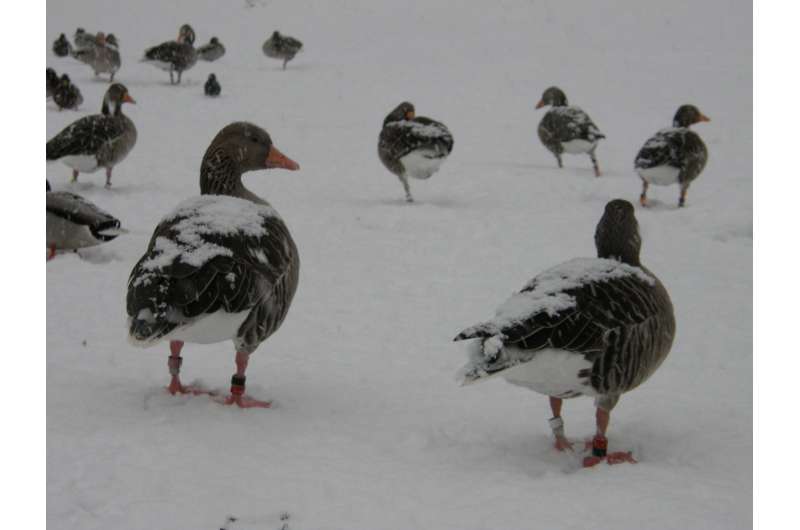 Geese reduce metabolic rate to cope with winter