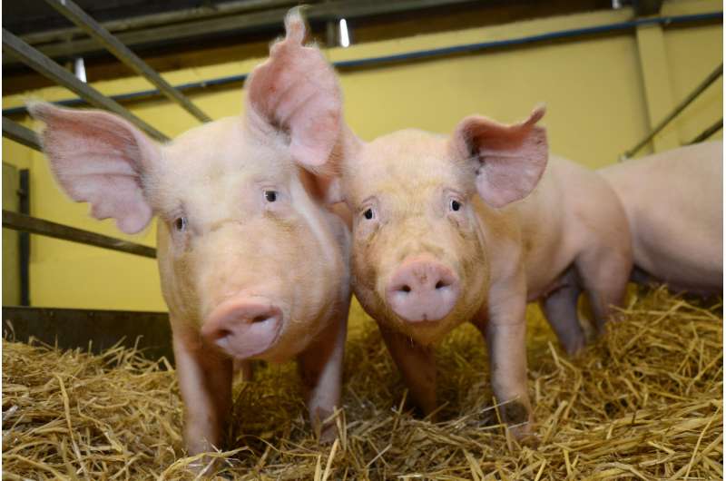 Gene-edited pigs are resistant to billion dollar virus, study finds
