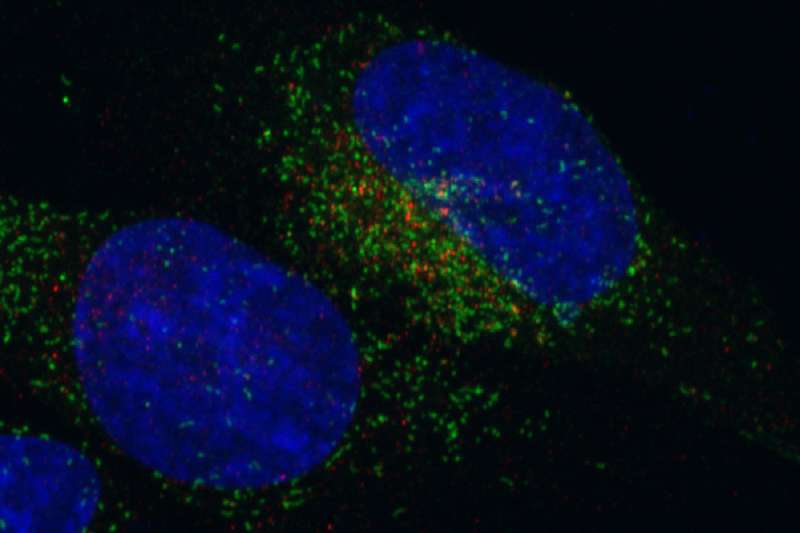 Gene fusion shifts cell activity into high gear, causing some cancer