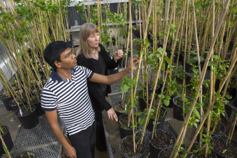 Gene improves plant growth and conversion to biofuels