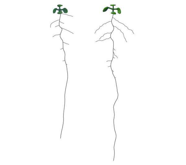 Gene network lets plant roots handle nitrogen
