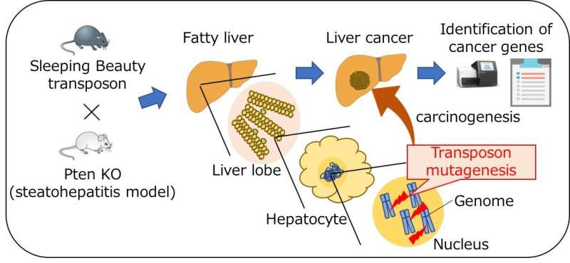 Gene screening technique helps identify genes involved in a fatty liver-associated liver cancer