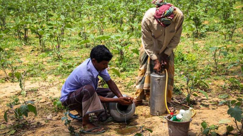 Genetically engineered eggplant improving lives in Bangladesh