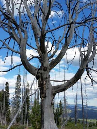 Genetic breakthrough by CU Denver scientists will aid whitebark pine conservation efforts