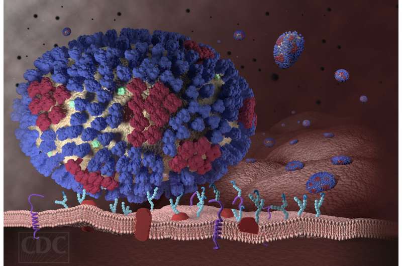 Genetic screening tool identifies how the flu infiltrates cells