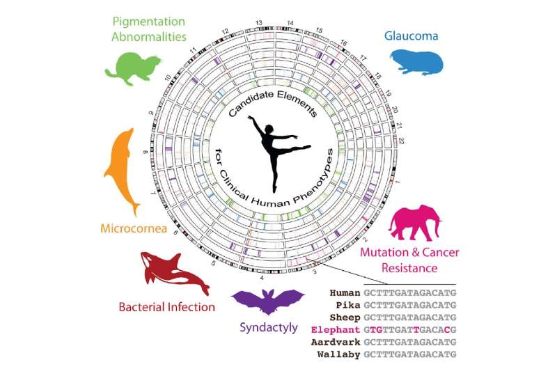 Genomes of seven unusual animals reveal new parts of the human genome for disease