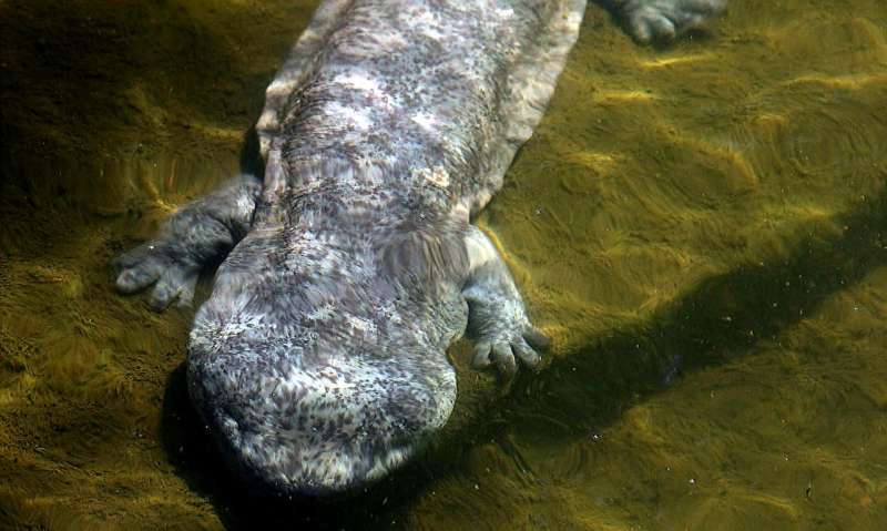 Giant Chinese salamander is at least five distinct species, all heading toward extinction