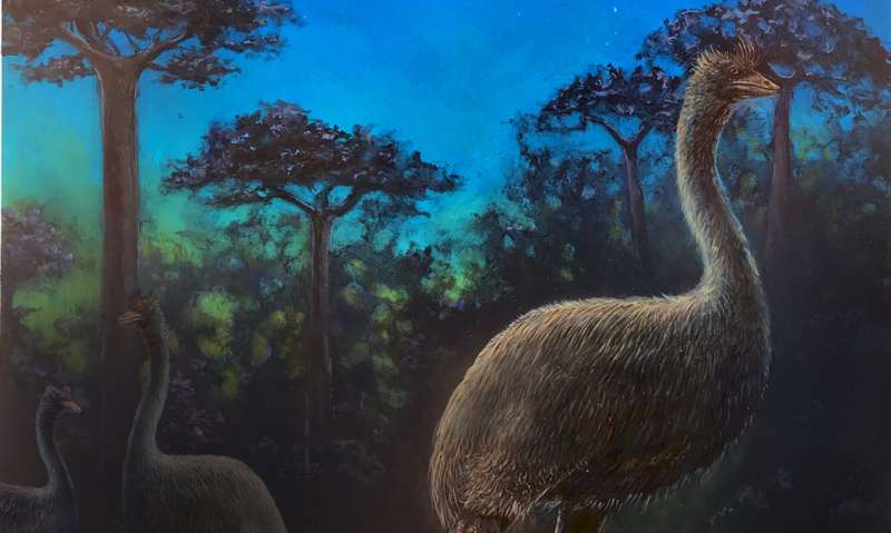 Giant flightless birds were nocturnal and possibly blind