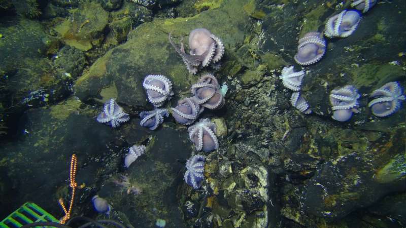 Giant group of octopus moms discovered in the deep sea