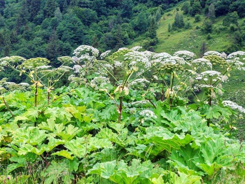 Giant hogweed can burn skin and eyes, and it's spreading