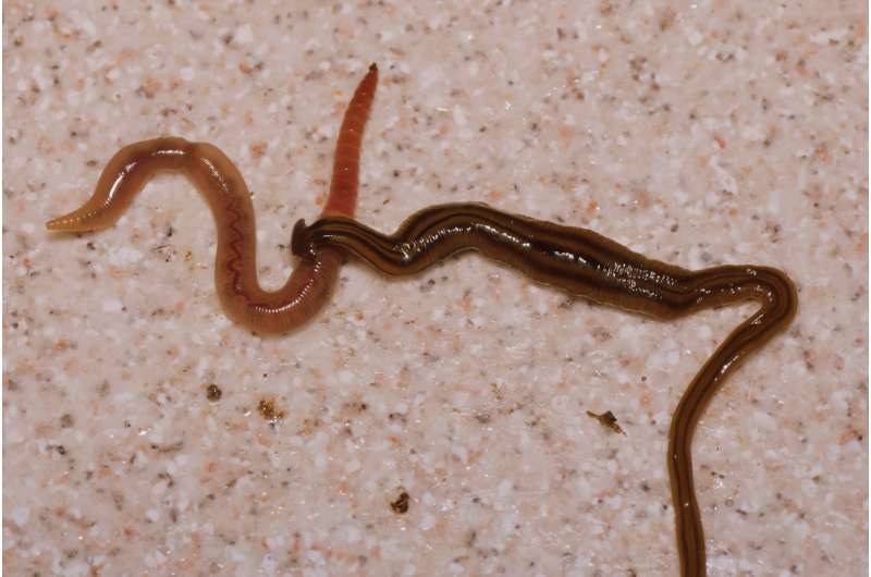 Giant invasive flatworms found in France and overseas French territories