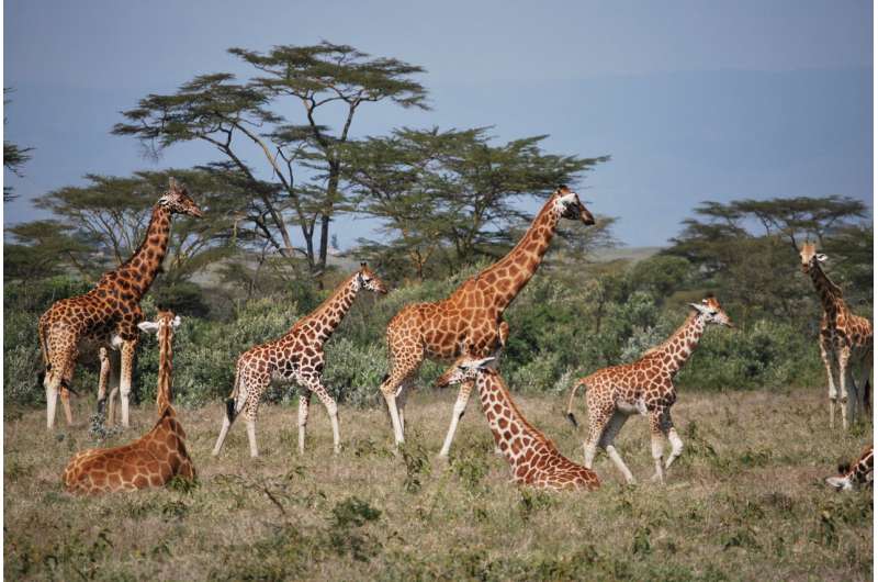 Giraffes surprise biologists yet again