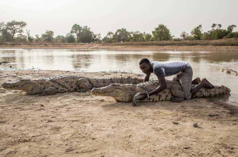 Give me a hug: Crocodiles in Bazoule are considered sacred. Local youths often sit on them, saying the crocodiles never attack t