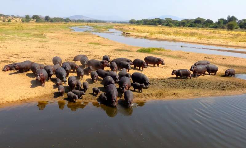 Global change may alter the way that hippos shape the environment around them: study