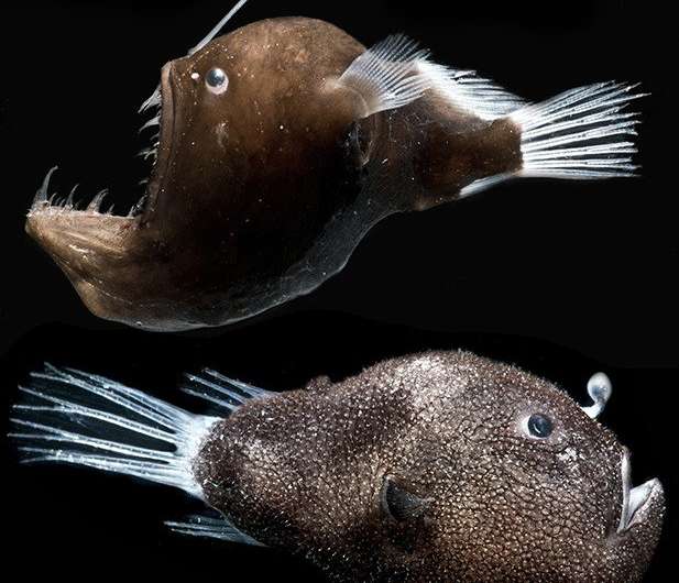 Glowing bacteria on deep-sea fish shed light on evolution, 'third type' of symbiosis