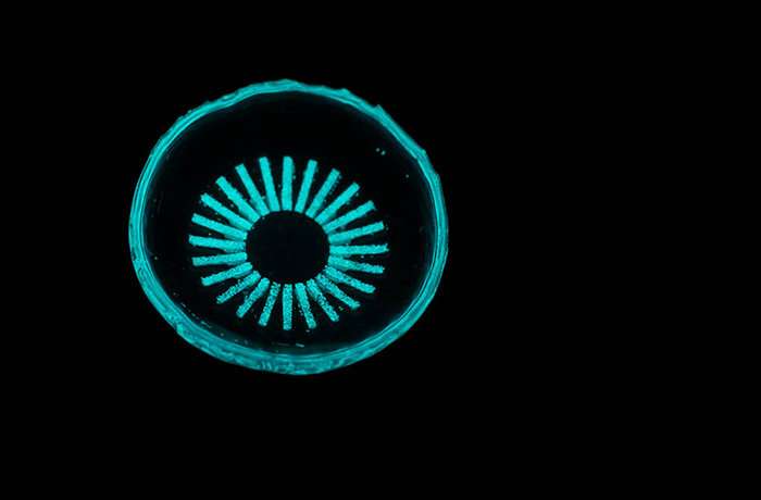 Glowing contact lens could prevent a leading cause of blindness