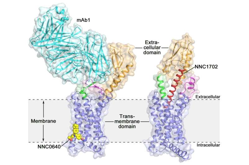 Glucagon receptor structure offers new opportunities for type 2 diabetes drug discovery