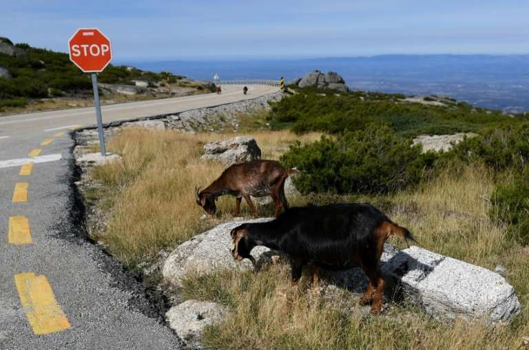 Goats are the latest recruits in Portugal's battle against summer forest fires
