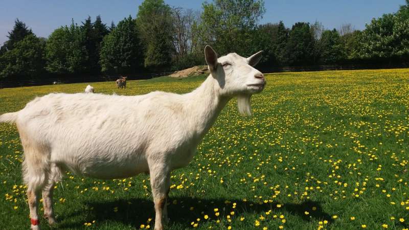 Goats prefer happy people