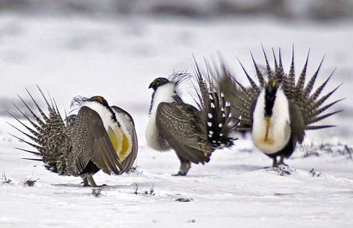Governors say ban on land deals could hurt beleaguered bird