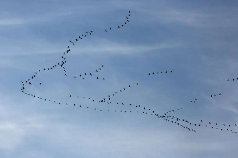 Gray cranes fly over the Palestinian West Bank during their migration to Africa from Europe