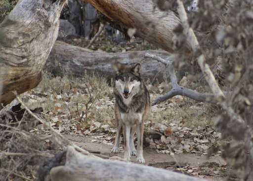 Gray wolf arrives at New Mexico  zoo for recovery program