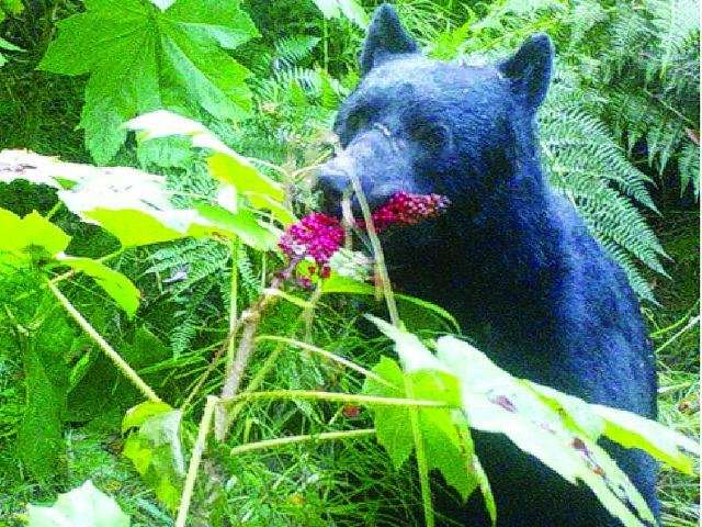 Great scat! Bears -- not birds -- are the chief seed dispersers in Alaska