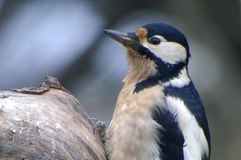 Great spotted woodpeckers may recognize each other individually by drumming rhythms