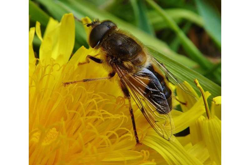 Great Welsh science helps solve pollinator puzzle