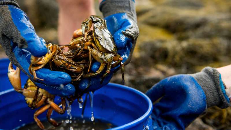 Green crab predation identified as cause of Maine clam decline