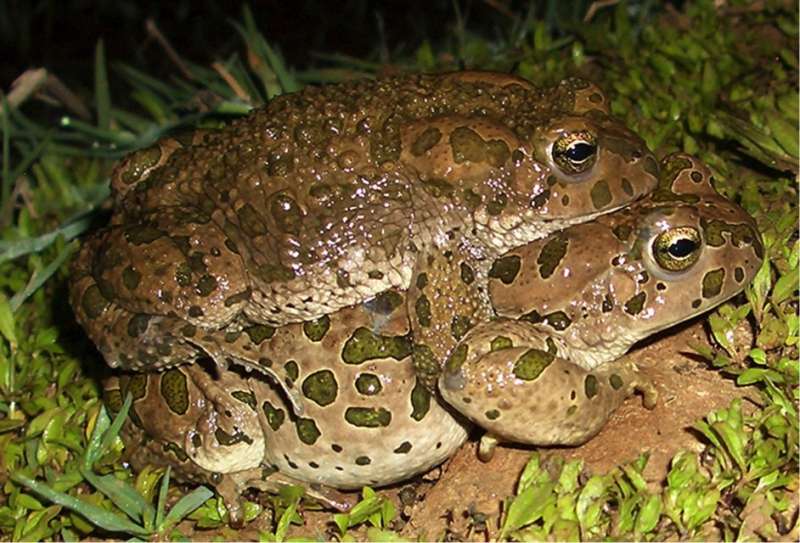 Green toads with multiple genomes have ancestors that are only distantly related