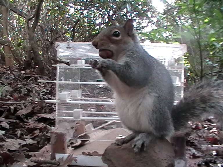 Grey squirrels beat reds in 'battle of wits'