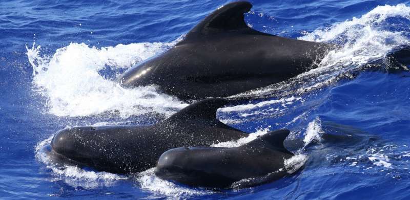 Groups of pilot whales have their own dialects