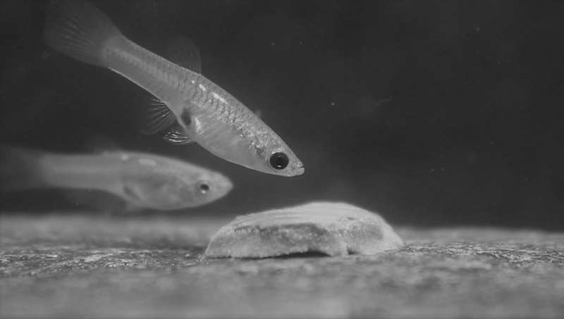 Guppies change their eye color to deter rivals