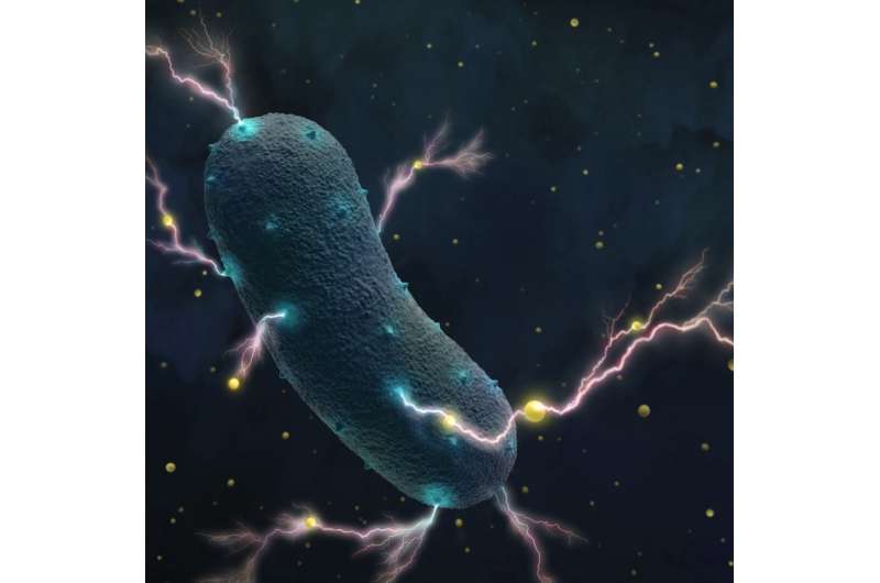 Gut bacteria's shocking secret: They produce electricity