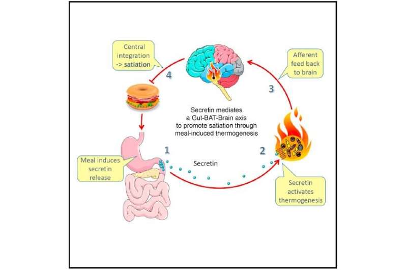 Gut hormone and brown fat interact to tell the brain it's time to stop eating
