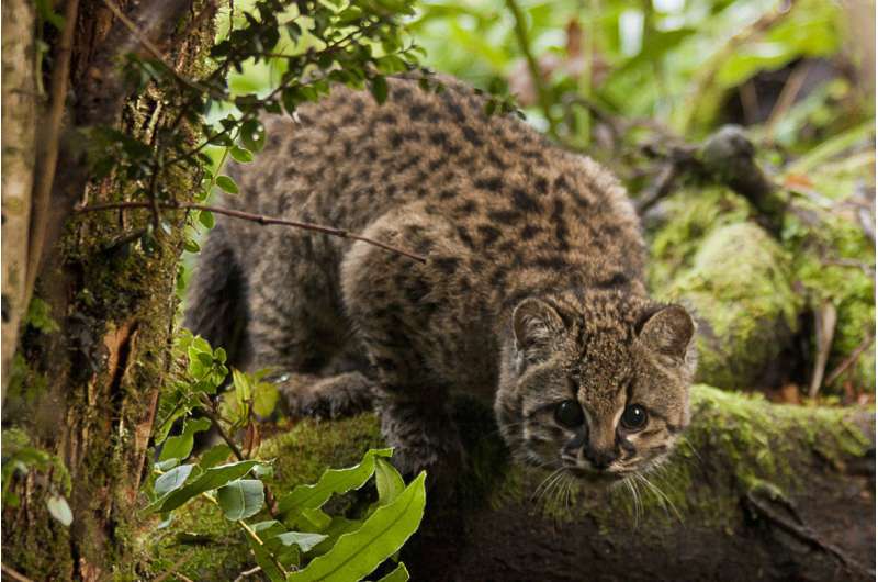 Habitat fragmentation a bigger threat to Chile’s güiña wildcat than persecution by humans