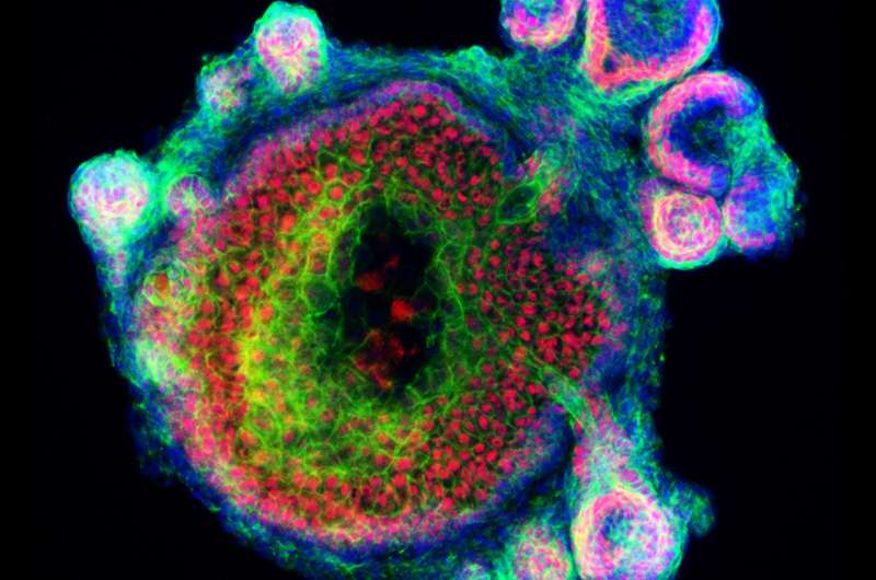 Hairy skin grown from mouse stem cells