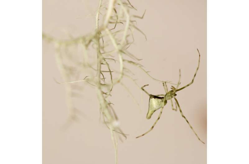 Hawaiian stick spiders re-evolve the same three guises every time they island hop