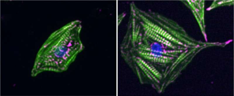 Heart cells sense stiffness by measuring contraction forces and resting tension simultaneously