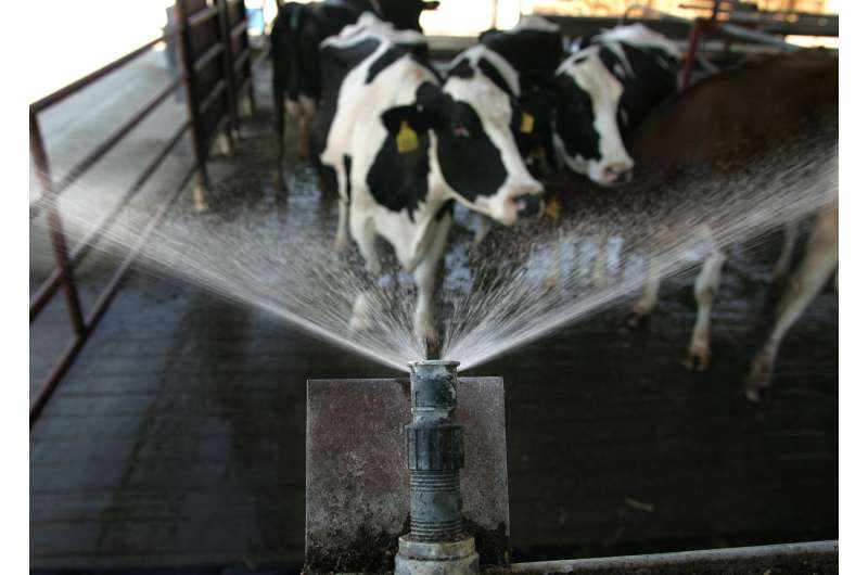 Heat is a serious threat to dairy cows – we're finding innovative ways to keep them cool