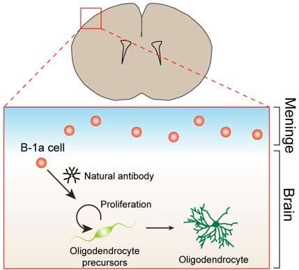 有用的B细胞伸出援手发展神经元